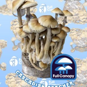 Discover the Cascadian Teacher: A Premier Cultigen from Full Canopy Genetics