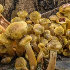 What Safety Precautions Should Be Taken with Golden Teacher Mushrooms?